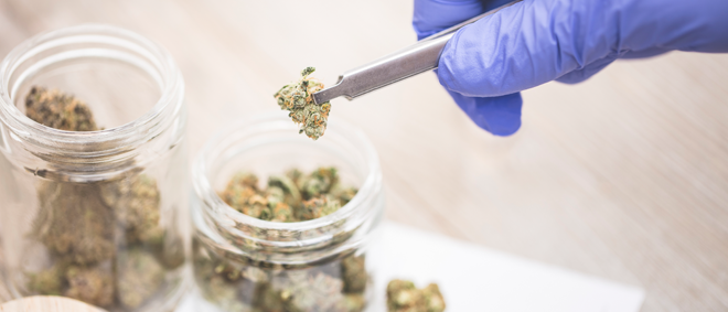 Cannabis-Medical-Blog-Image-660x283